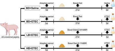 Berberine alleviates ETEC-induced intestinal inflammation and oxidative stress damage by optimizing intestinal microbial composition in a weaned piglet model